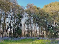 -上海共青森林公园