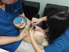 -乐派堂宠物医院·猫友好· 心脏科(东街店)