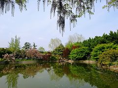-嘉定紫藤园
