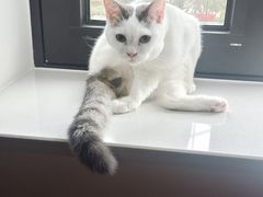 -中农大我爱我爱24h动物医院·中医针灸·猫专科·骨科医疗中心(双井店)