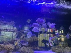 -暹罗酒肆泰餐厅酒吧