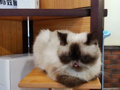 -more than meow吴止猫主题餐厅(承德 中船汇店)