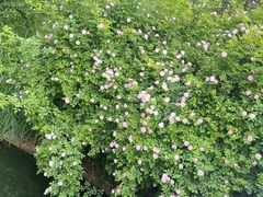 -石家庄市植物园