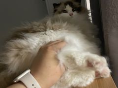 -爱侣宠医·鹦鹉专科·小型哺乳类·异宠专科(灵石路店)