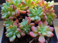 -双季花艺园艺市场(浦东店)