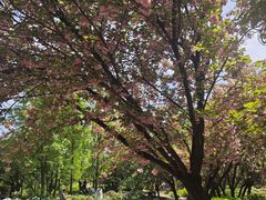 -洛阳市隋唐城遗址植物园