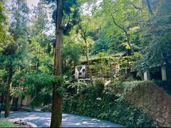 -天目山大树王景区