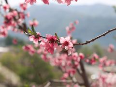 -河口景区