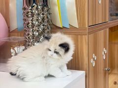 -猫十亿·布偶金渐层·曼基康矮脚猫舍(青年路店)