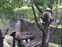 -都江堰中华大熊猫苑