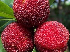 -西山樟坞健康果园枇杷杨梅采摘