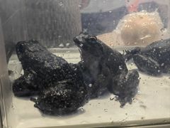 -上海跨国采购会展中心