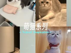 -欣宠猫屋·矮脚拿破仑·蓝金金渐层