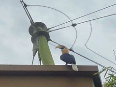 -新加坡飞禽公园