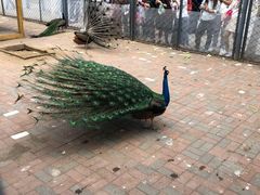 -长白岛森林公园