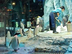 -帝企鹅自助餐厅•儿童岛•真企鹅(长隆企鹅酒店)