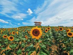 -光明小镇欢乐田园