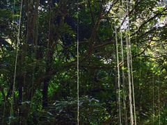 -莫里热带雨林景区