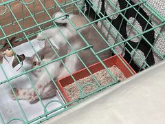 -屋虎猫馆(宝安大仟里店)