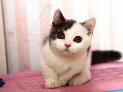 -Bastet sally猫舍购宠(静安店)
