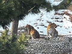 -西霞口神雕山野生动物世界