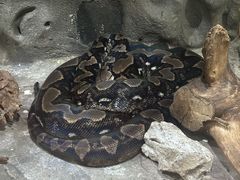 -西双版纳原始森林公园