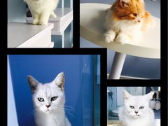 iphone_upload_pic-喵的天空名猫咖啡馆·撸猫·猫舍·用品