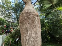 -北京植物园-展览温室