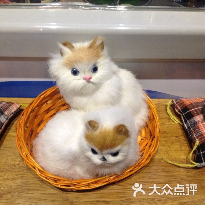 漫猫咖啡
