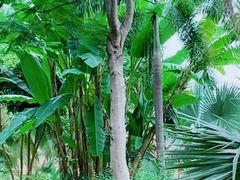 -西双版纳原始森林公园