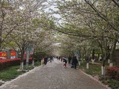 -高东镇樱花园