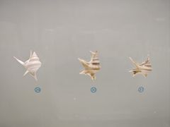 -青岛贝壳博物馆