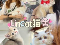 -lincat·猫舍(广州店)