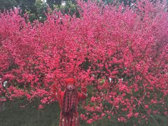 -秀丽东方