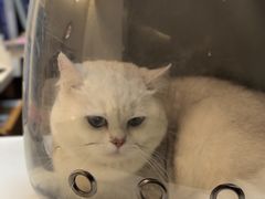 -御宝贝·A梦猫科宠物医院(国际猫友好医院)