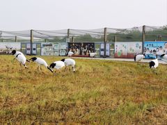 -盐城丹顶鹤湿地生态旅游区