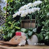 养的还真不错呢~「杨枝甘露」点了一杯杨枝甘露