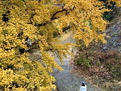 -遵化市禅林寺古银杏风景园
