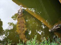 -广东茂名森林公园
