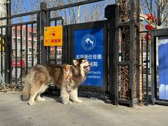 -北京派仕佳德动物医院·超导核磁·CT·神经科·骨科·内外科·急重症管理中心