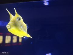 -上海海洋水族馆