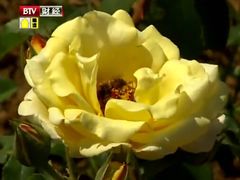 yue ji-密云玫瑰情园