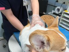 -纳吉亚猫专科动物诊疗中心(蒋宅口分院)
