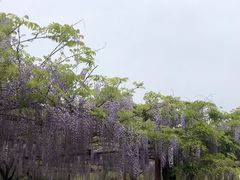 -嘉定紫藤园