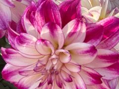 -上海植物园-4号门售票处