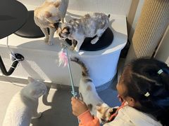 -琪喵猫屋·撸猫猫咖·猫舍