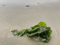 -ChanDu躔度咖啡(灯塔店)