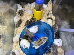 -花鸟鱼虫鲜花绿植市场(玉泉路店)