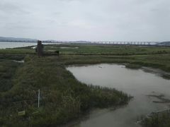 -漩门湾国家湿地公园