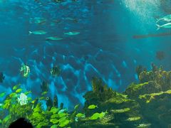 -海合安武汉极地海洋公园